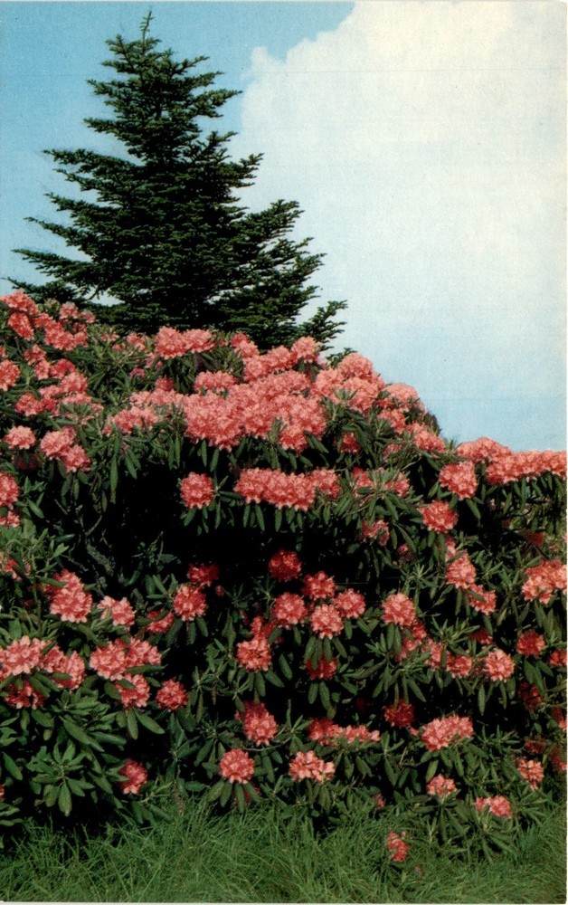 K-340, Purple Rhododendron, Appalachian Mountains, Catawbiense, Postcard