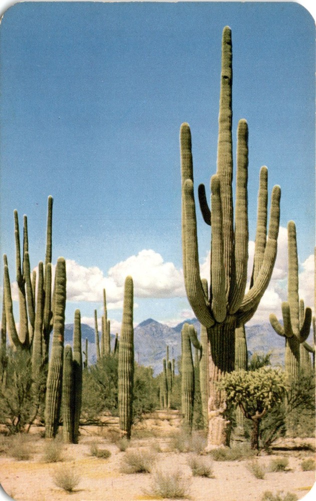 Saguaro Forest, Tucson, Arizona, Giant Cactus, national monument, Bob Postcard