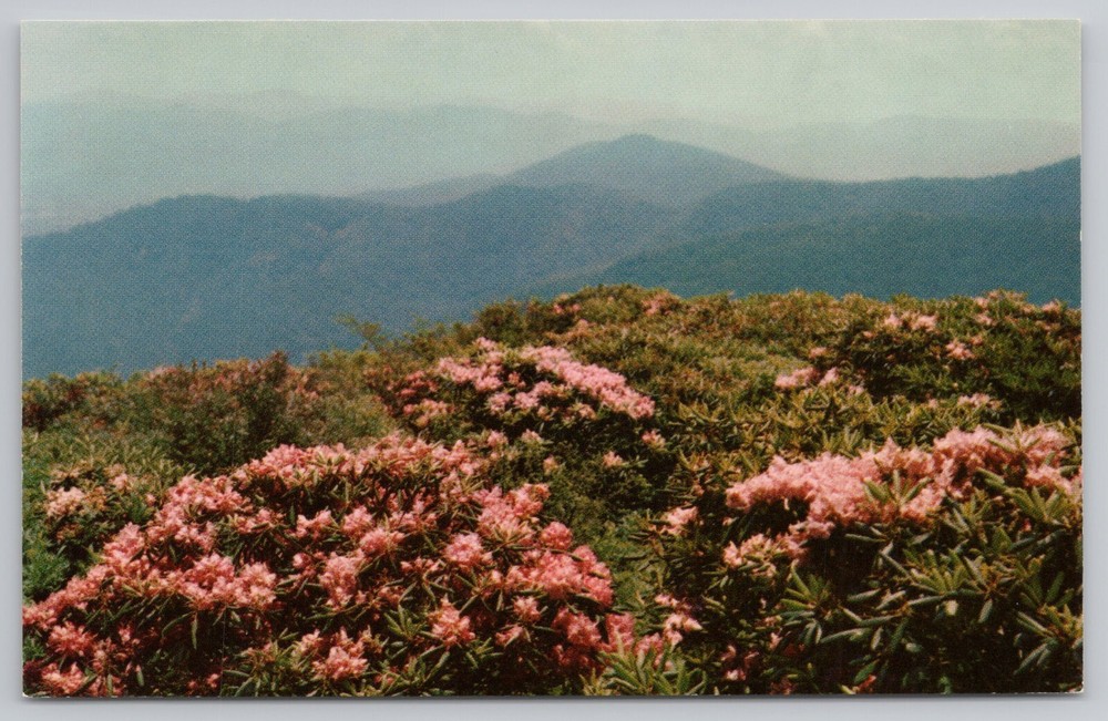 Craggy Gardens Blue Ridge Parkway North Carolina NC Postcard