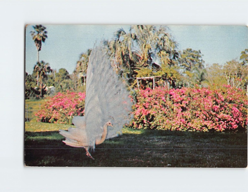 Postcard White Peacock In Sarasota Jungle Gardens Sarasota Florida USA