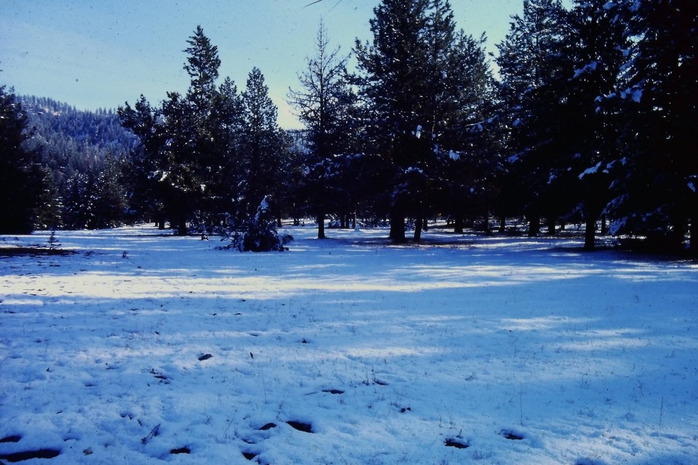 c1960's 35mm Slide Film Winter Forest Snow Covered Landscape Trees Hillside