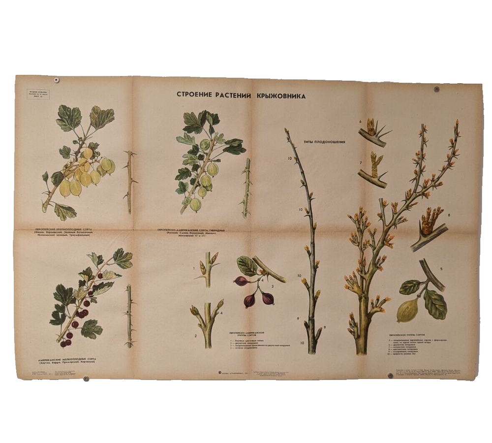 🌻 Plant Vintage Poster 1985 🌿 Soviet Boho Style 🌳 gooseberry plant structure