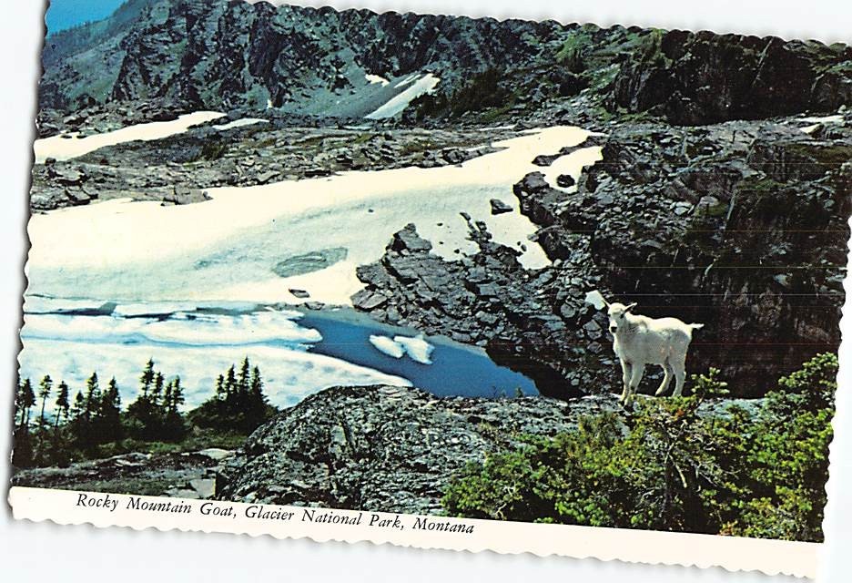 Postcard Rocky Mountain Goat Glacier National Park Montana USA