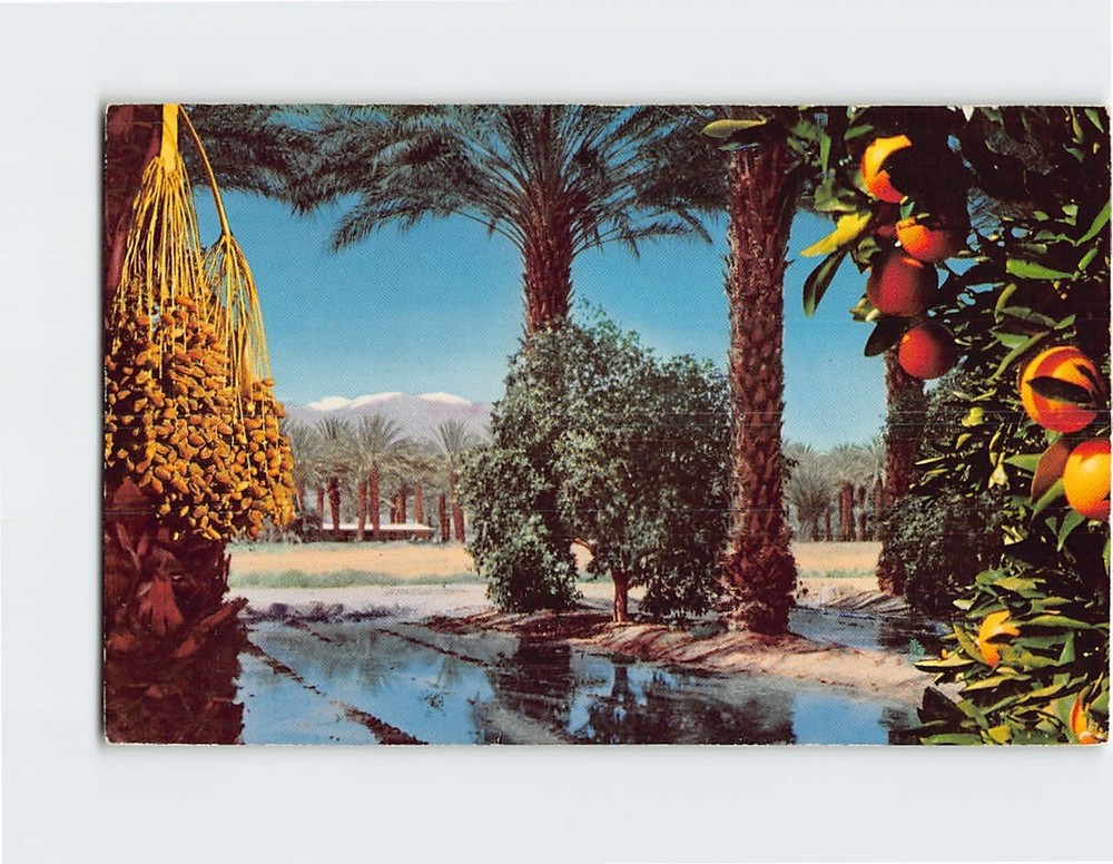 Postcard Irrigating a Date Orchard Coachella Valley California USA North America