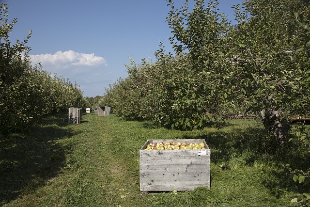 Shelburne Vermont 2017 Apple Harvest at Shelburne Orchards Crates in Orchard