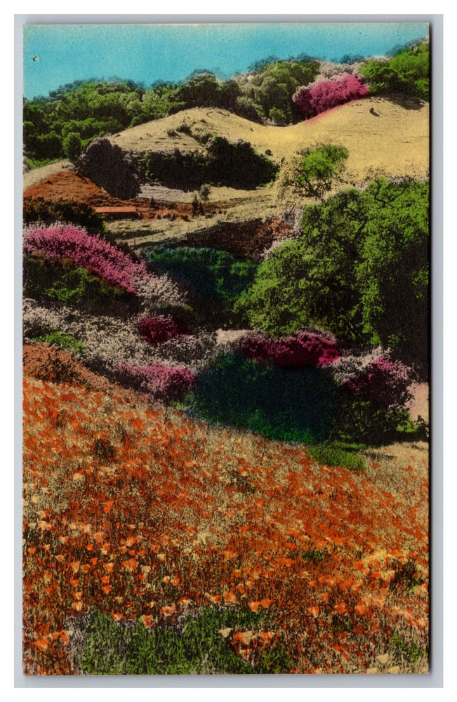 Poppies on a California Hillside Hand Colored Unposted Postcard