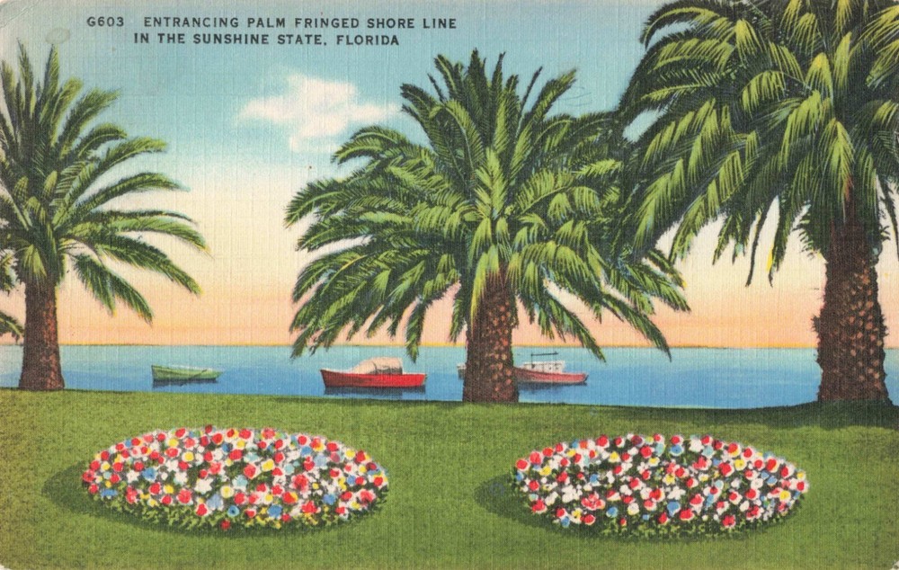 St Petersburg Florida, Palm Fringed Shore Line & Boats, Vintage Postcard