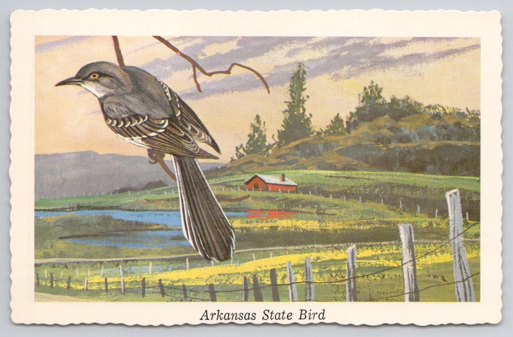 Vintage 1968 Arkansas State Bird Mockingbird Postcard by Ken Haag
