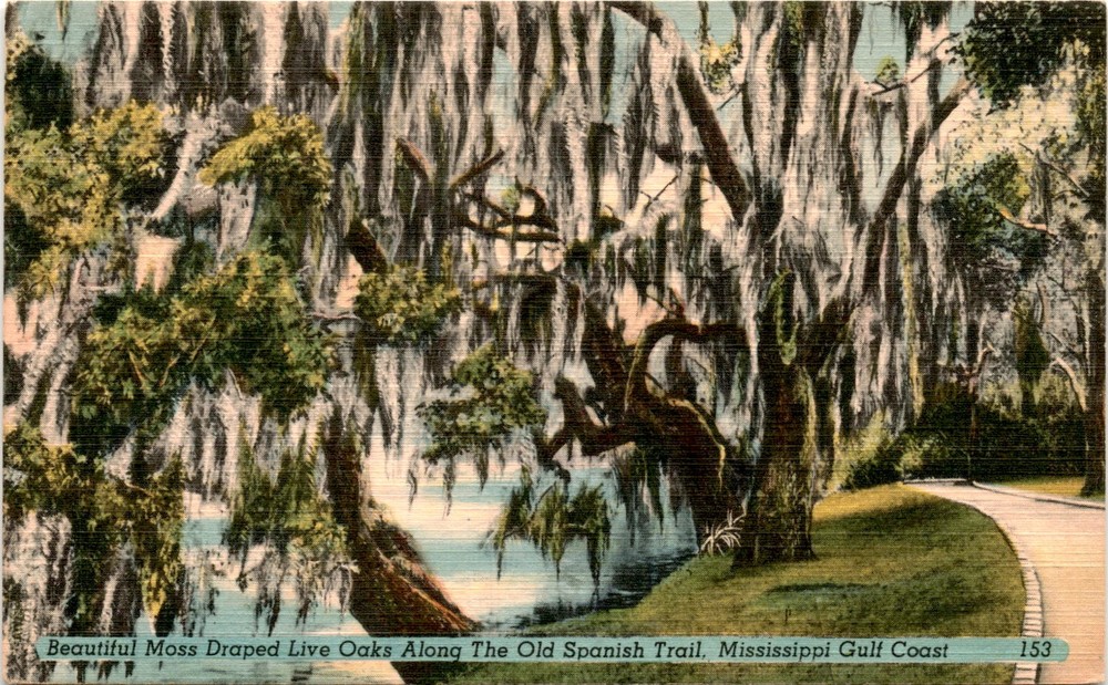 Moss Draped Live Oaks, Old Spanish Trail, Mississippi Gulf Coast, Postcard