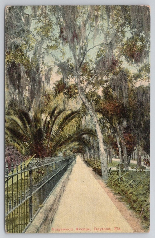 Daytona FL Ridgewood Avenue Spanish Moss Palm Trees Vintage Postcard