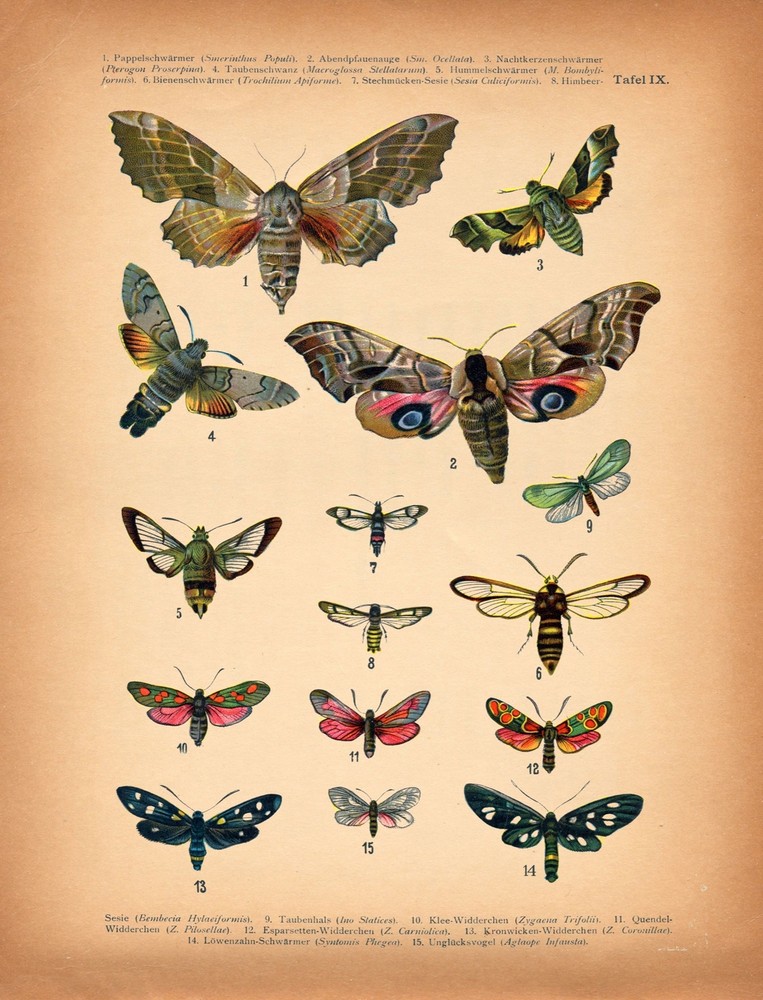 8500.Decoration Poster.Home Room wall interior art design.Antique Butterfly art