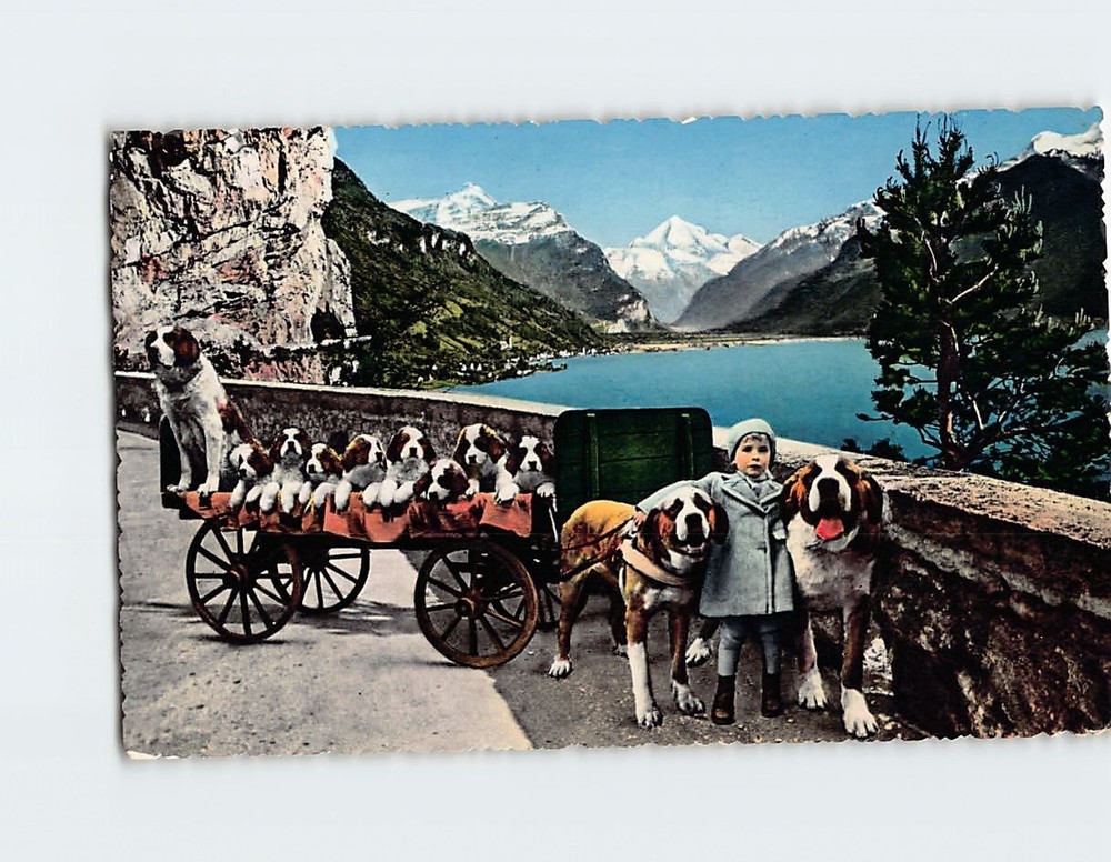 Postcard St Bernhard Dogs with Little Girl Fluelen Switzerland