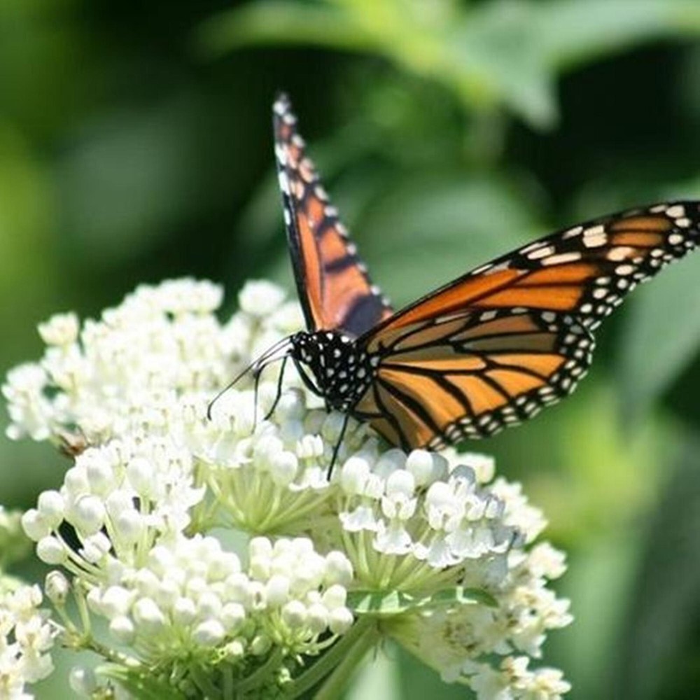 Butterfly Weed White -  Ice Ballet - 35 Seeds - Vanilla Scented - Milkweed