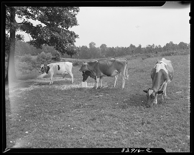Photo:1930s Dairy Cows Grazing in Pasture Farm Scene