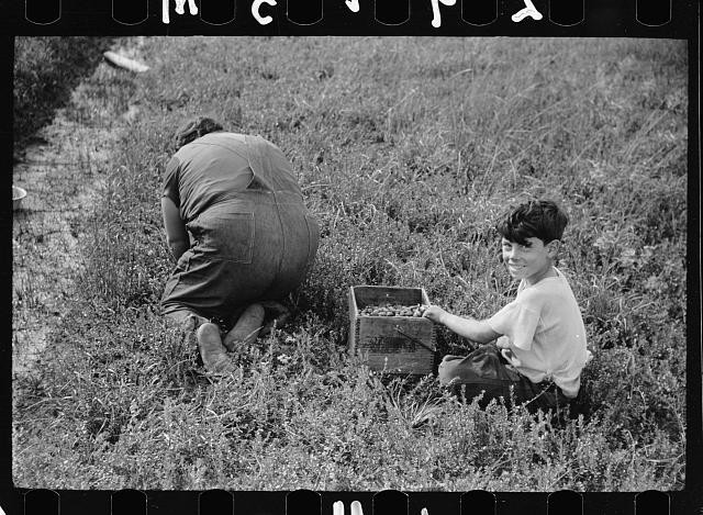Burlington County New Jersey 1938 Mother Child Cranberry Picking Photo