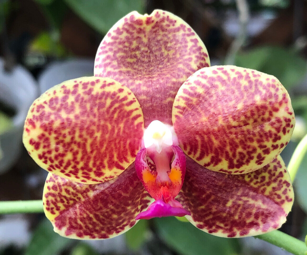 Original Orchid Phal Phalaenopsis Joy Fortune Diamond x LD Java Canary-FRAGRANT
