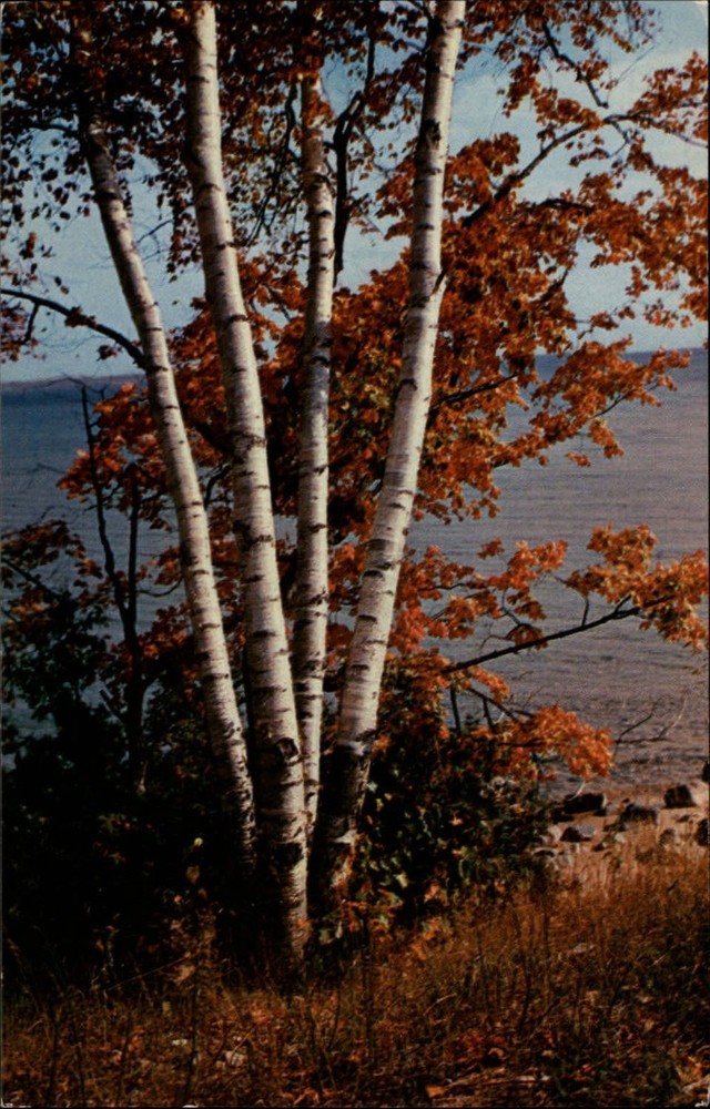 Michigan silver birch tree autumn ~ 1950s-60s vintage postcard sku465