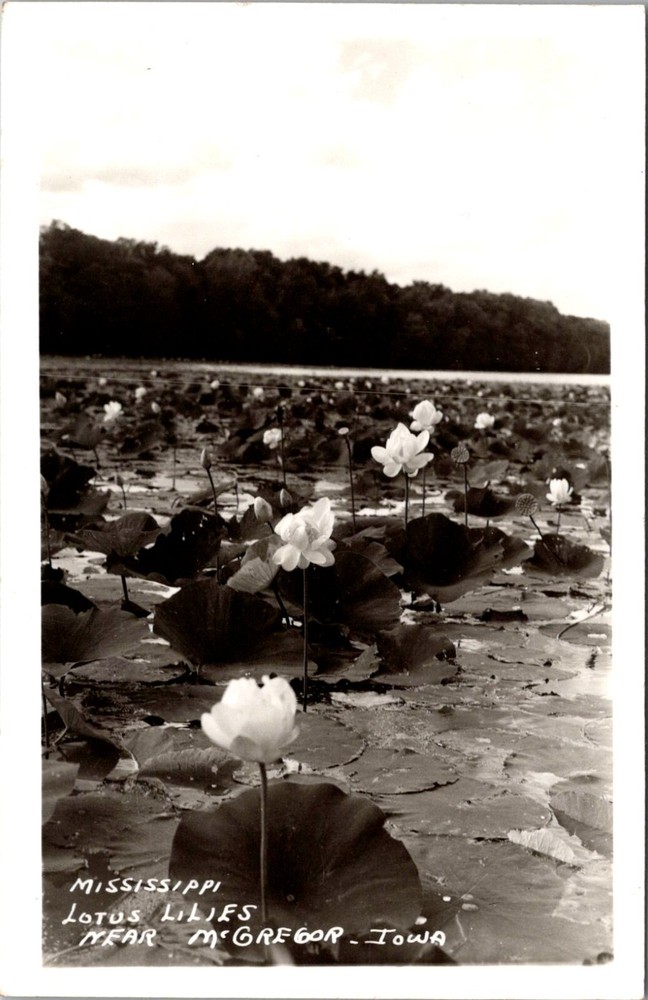 RPPC Mississippi Lotus Lilies Near McGregor IA Vintage Postcard C54