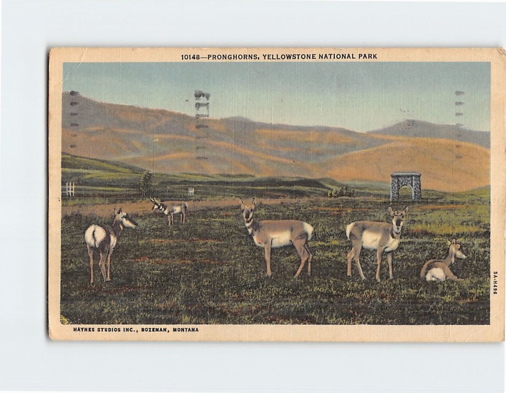 Postcard Pronghorns Yellowstone National Park Wyoming USA
