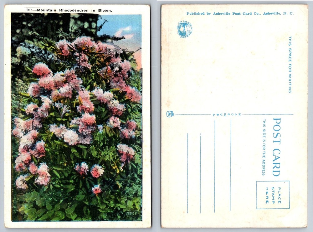 Vintage Mountain Rhododendron Bloom Postcard Asheville NC Blue Ridge Linen