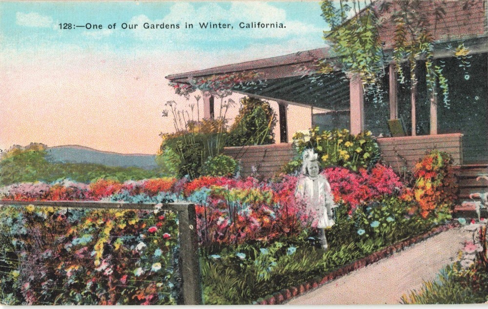 California Garden in Winter, Vintage Postcard