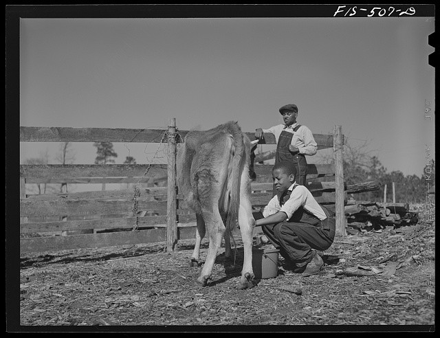 Zebulon North Carolina 1942 Milking Cow on Feggen Jones Farm Black Boys