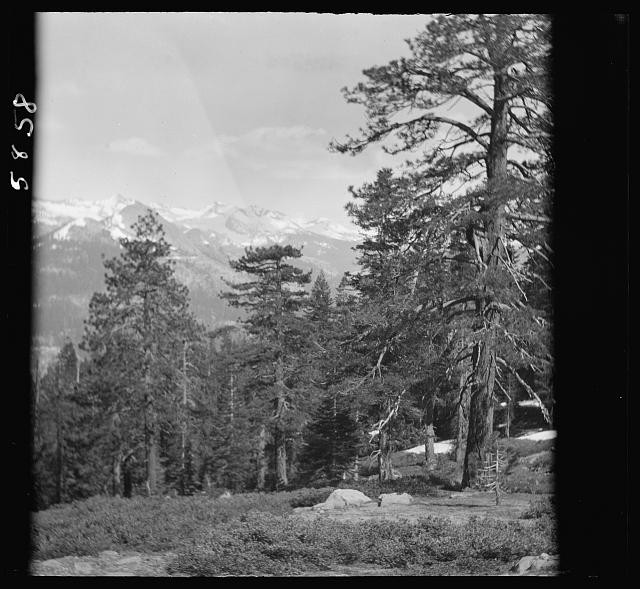 Photo:Yosemite National Park California 1900s Forest and Mountain View