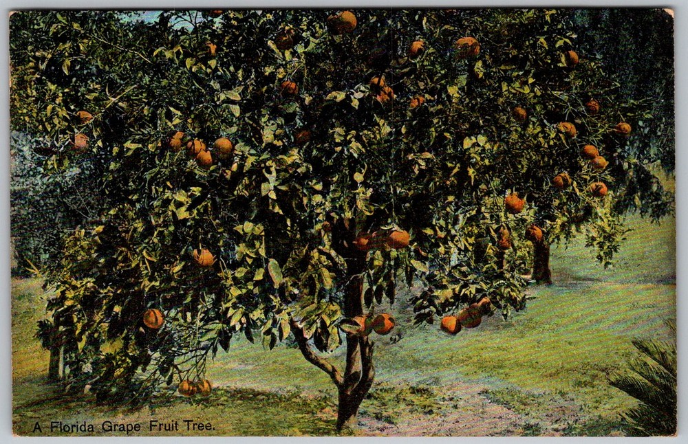 Antique Postcard Grape Fruit Tree Florida, US 1910s