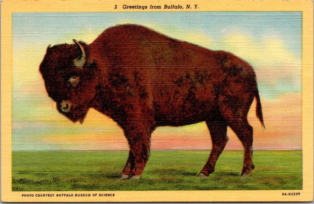 Vintage Linen Postcard Buffalo Bison New York Curt Teich Art-Colortone 1938