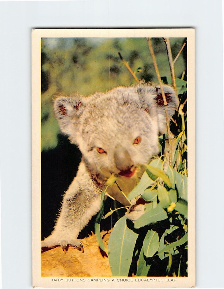 Postcard Koala Eating Eucalyptus Leaf