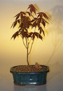 Japanese Red Maple Bonsai Tree 12H Acer Palmatum Atropurpureum Outdoor Live Plant-image