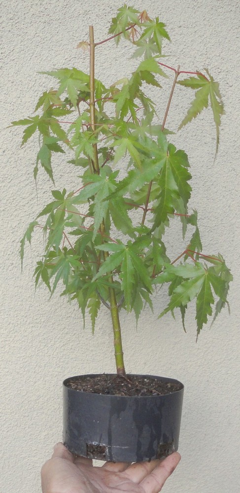 Green Japanese Maple Pre Bonsai Dwarf Shohin Nice Trunk Acer palmatum-image
