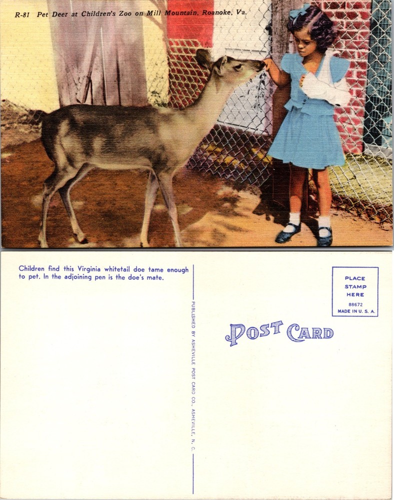Pet Deer at Children's Zoo Mill Mountain Roanoke Virginia Postcard