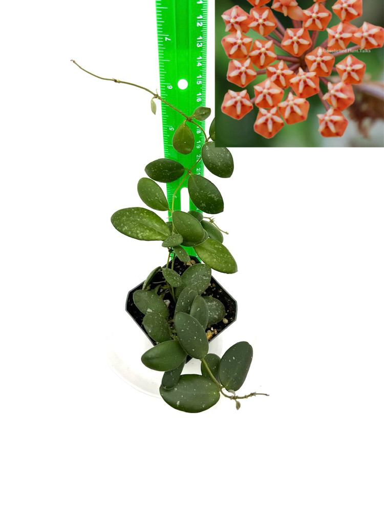 Hoya GPS-7240 Well Established Plant