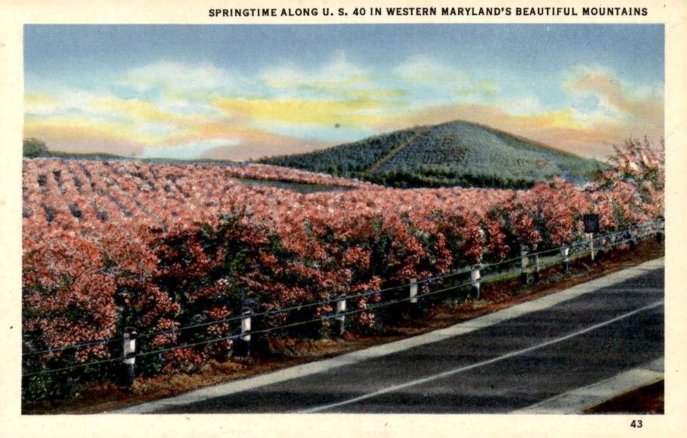 Springtime in Western Maryland's Beautiful Mountains, 1943 Postcard