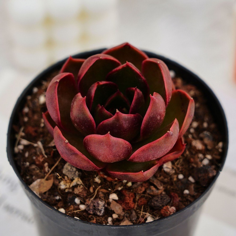 3'' Echeveria Red Light, Live Succulent Plants,Rare Plants