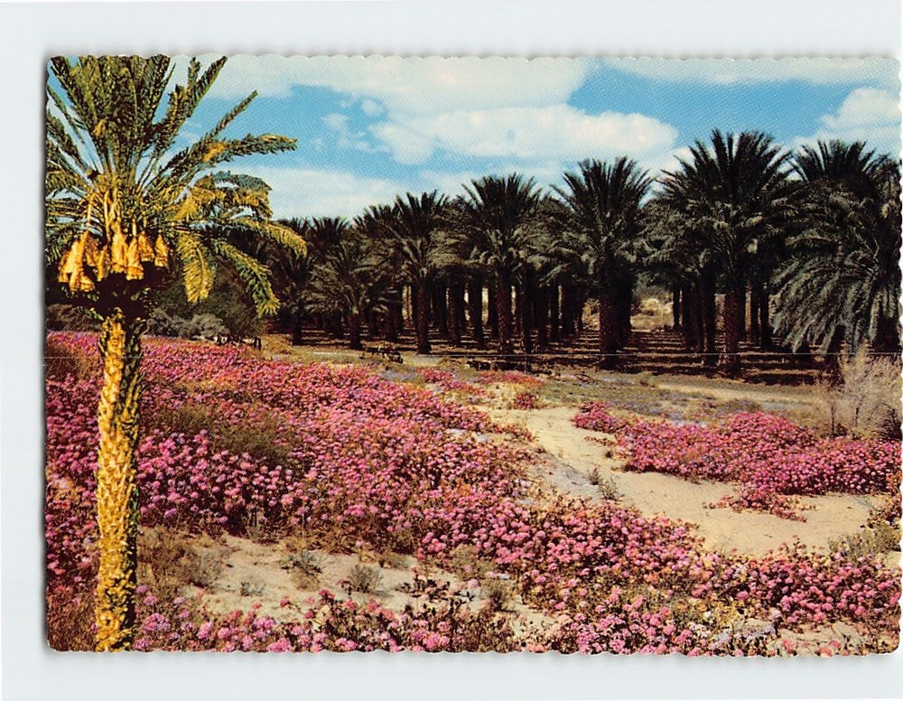 Postcard Date Palms Form Desert wildflowers Coachella Valley & Palm Springs CA