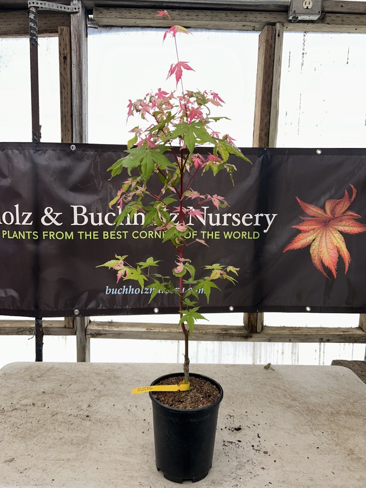 Acer palmatum 'Millstone Splash' Rare Japanese Maple 1 Gallon-image