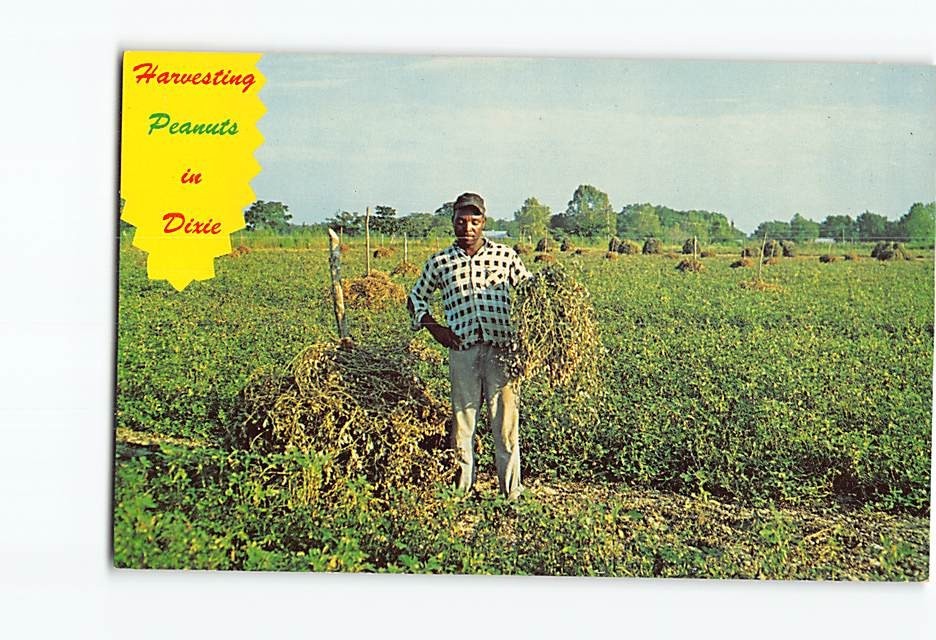 Postcard Harvesting Peanuts Dixie South Land USA North America W Bradley Color