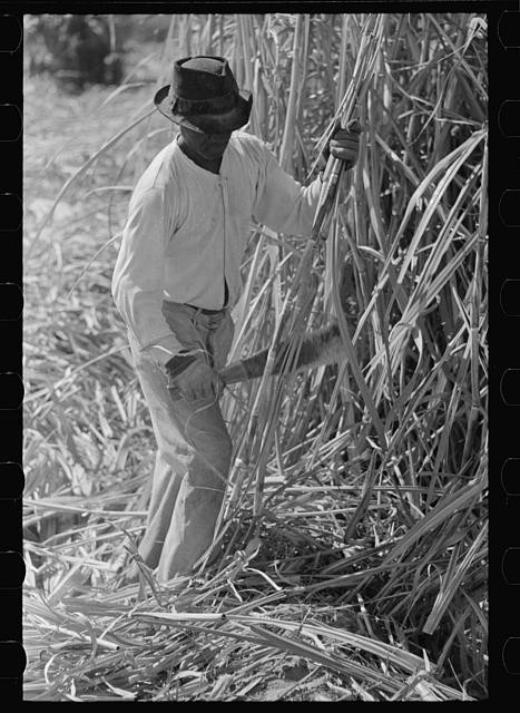 Photo:New Iberia Louisiana 1938 Sugarcane Cutter in Field Waterboy