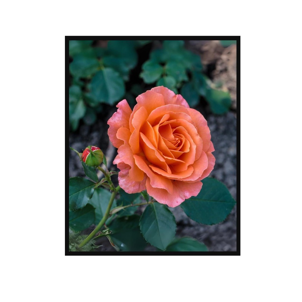 Peach Garden Rose Art Print – Botanical Floral Wall Decor Poster Unframed