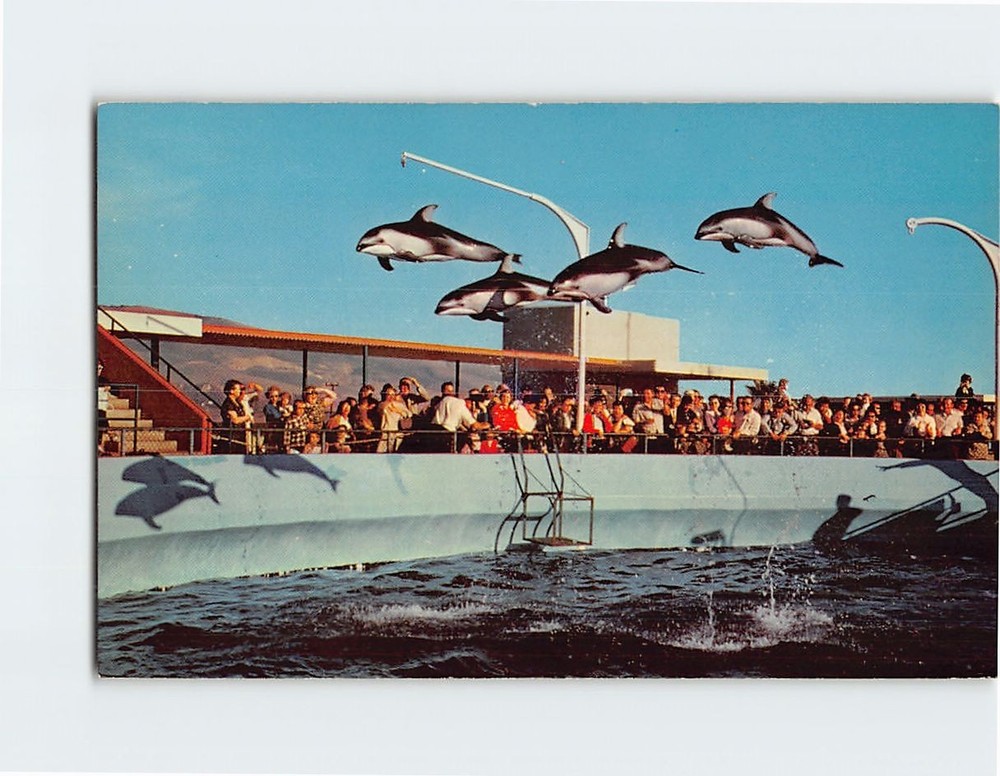 Postcard High-Flying Dolphins Marineland of the Pacific California USA