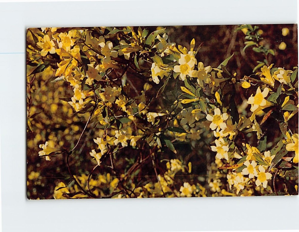 Postcard Yellow Jessamine The State Flower of South Carolina USA
