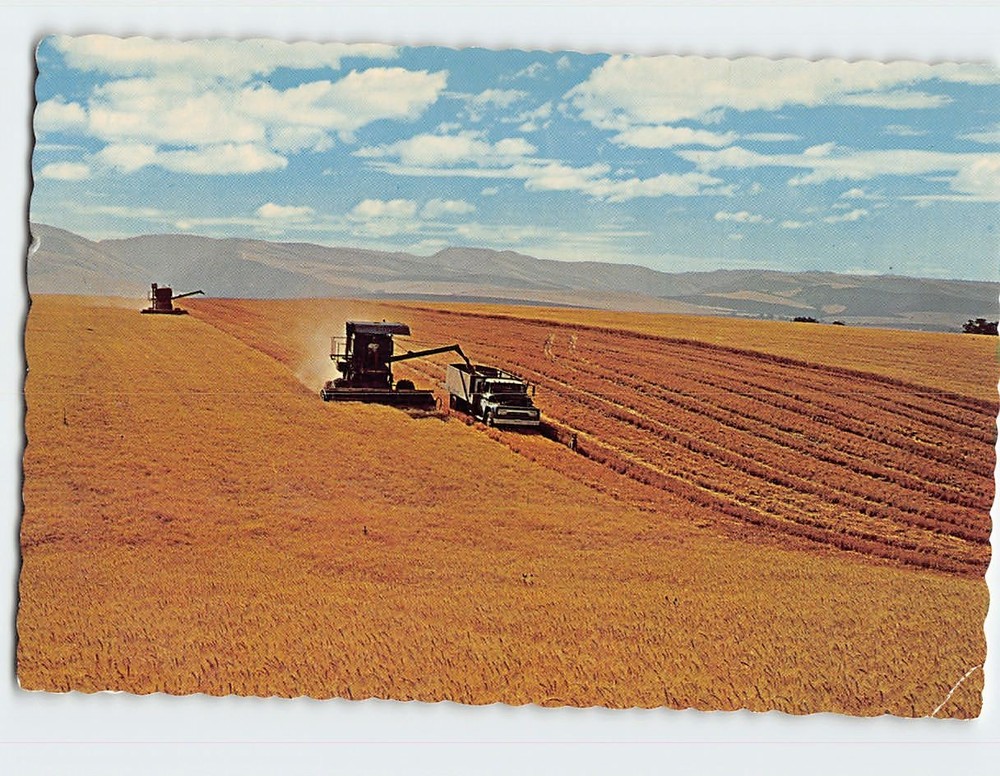 Postcard Wheat Harvest USA