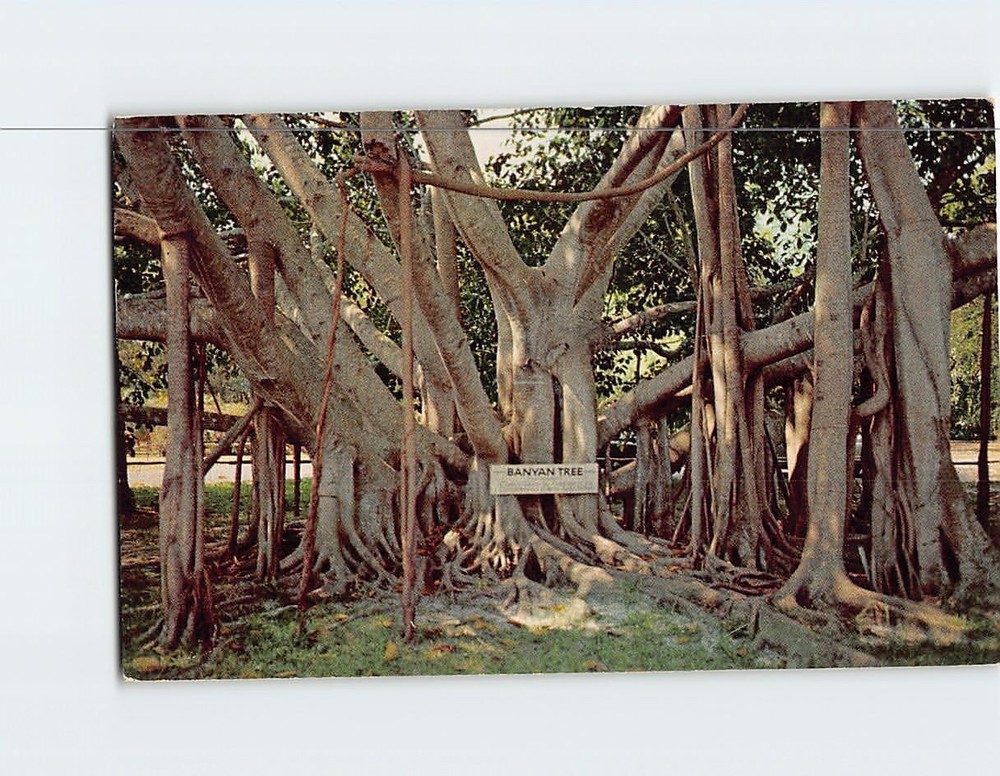 Postcard The Great Banyan Tree Thomas Edison Winter Home Fort Myers Florida USA