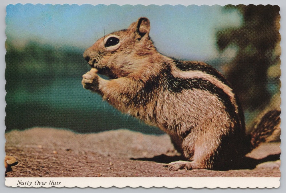 Animal~Eastern Chipmunk~Nutty Over Nuts~Mike Roberts Continental Postcard