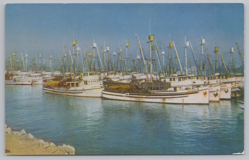 State View~Group Of Boats @ Fishing Fleet~San Pedro Harbor~Vintage Postcard