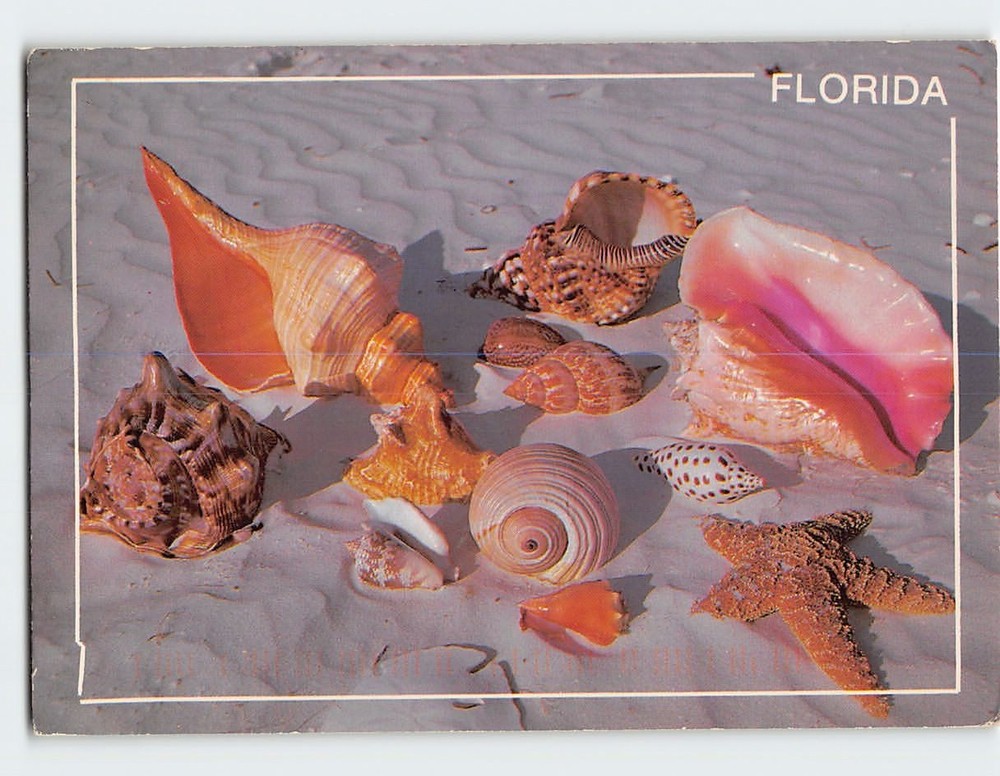 Postcard Sea Shells on the Beach in Florida USA