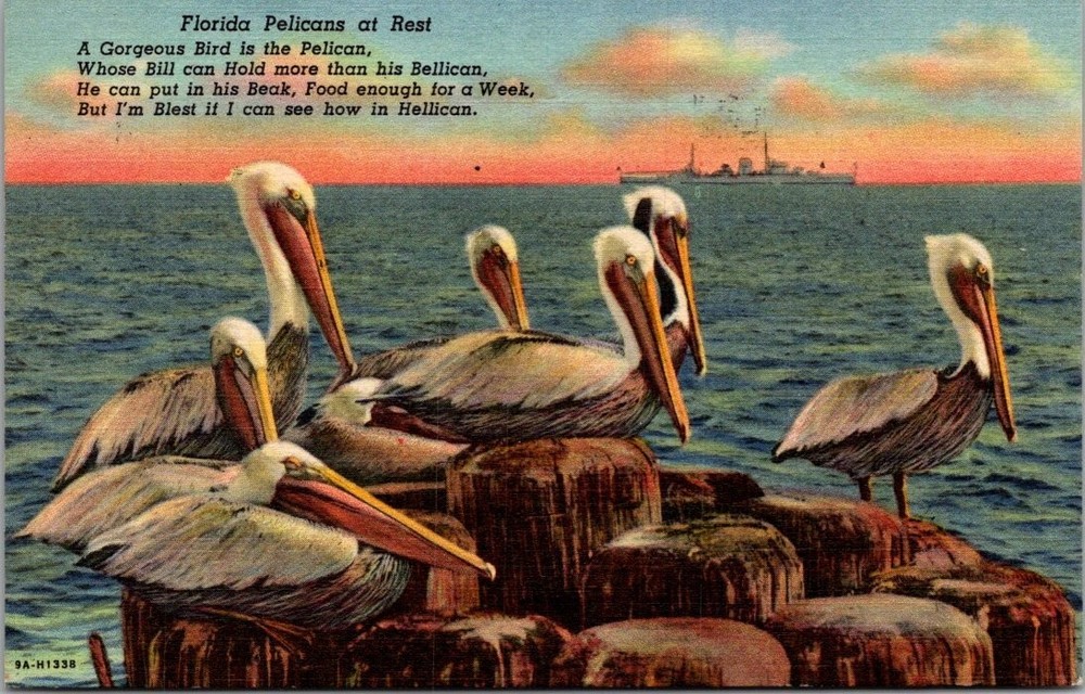1956 Florida Pelicans at Rest Poem Art-Colortone Postcard St. Petersburg