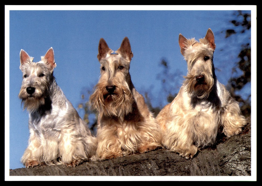 Postcard Three White Scottish Terrier Dogs In Row